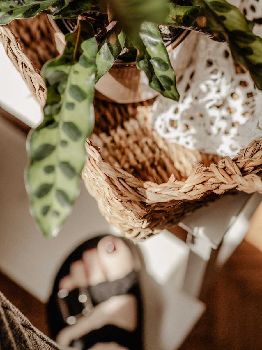 a plant with green leaves in a basket