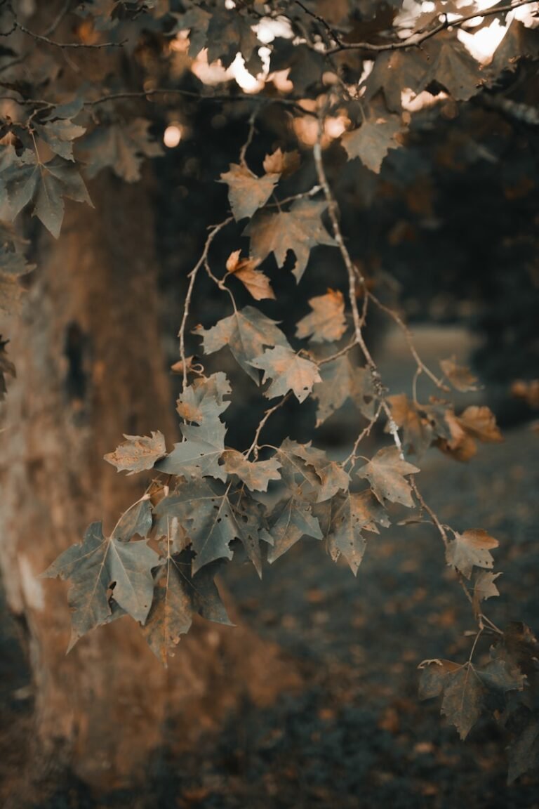 a tree that has some leaves on it