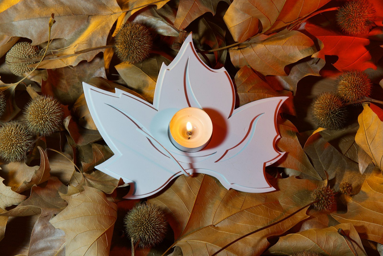white and brown flower on brown leaves