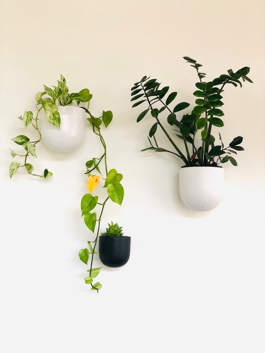 green plant on white ceramic pot