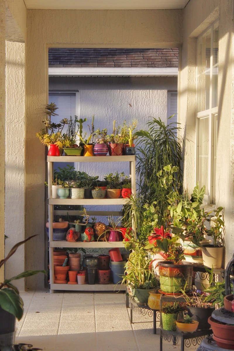 a window with potted plants