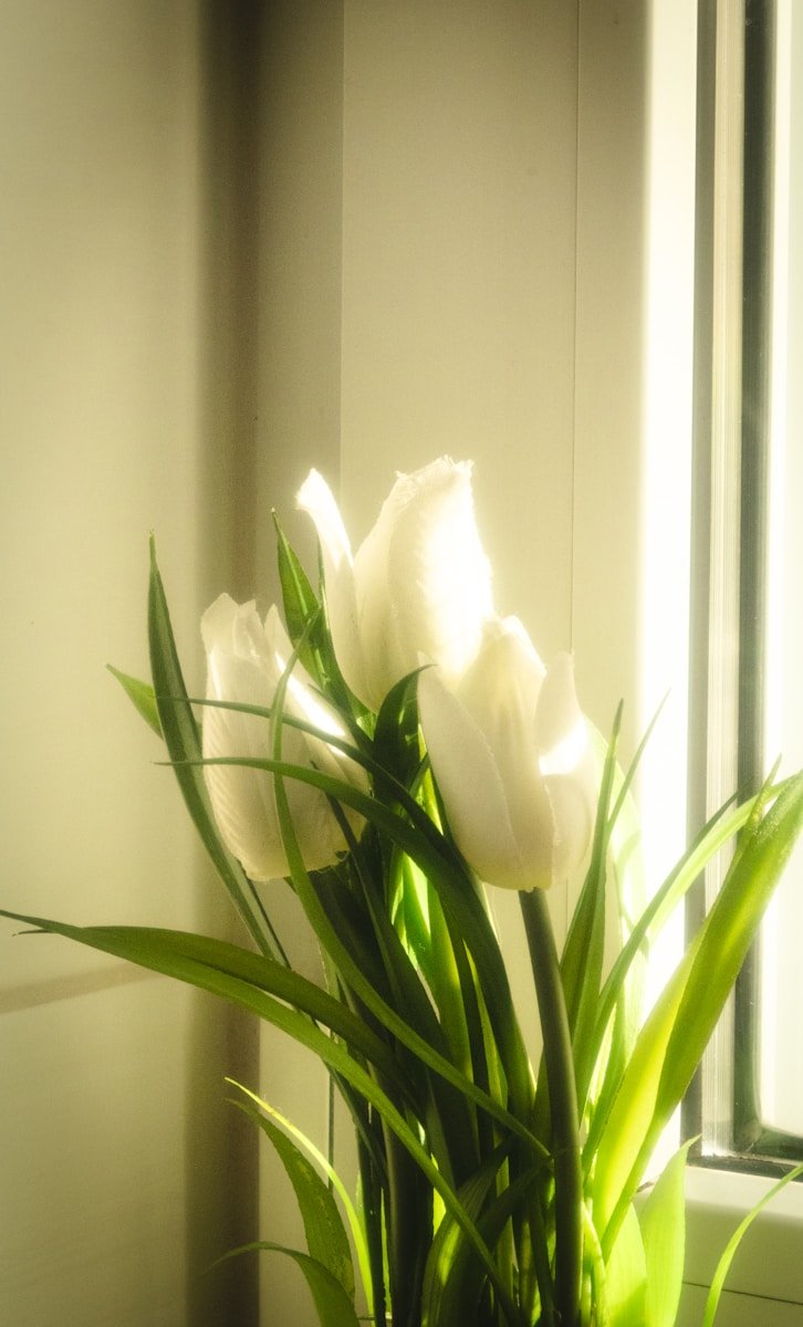 Three white tulips with green leaves near window.