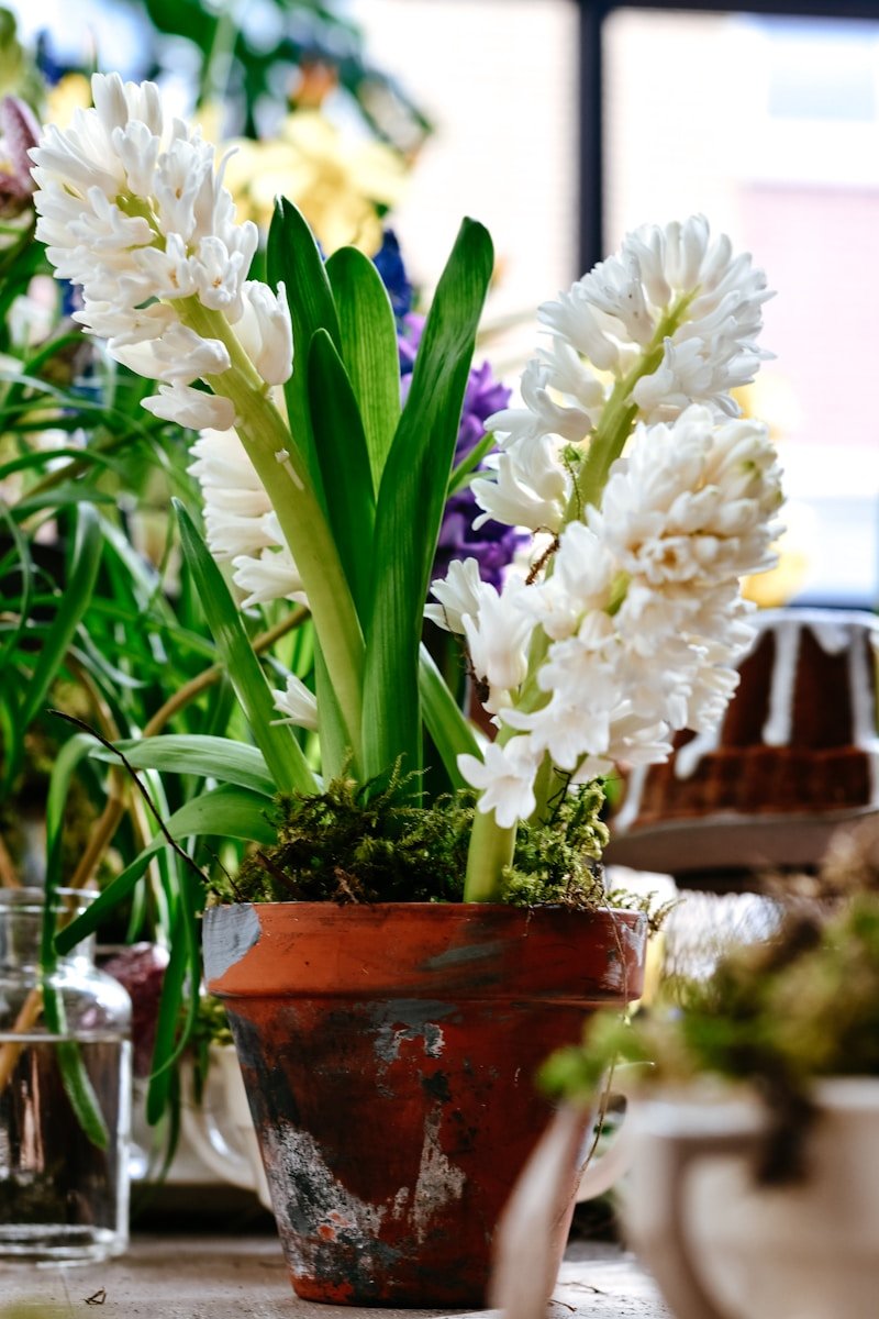 White hyacinth flowers in a terracotta pot