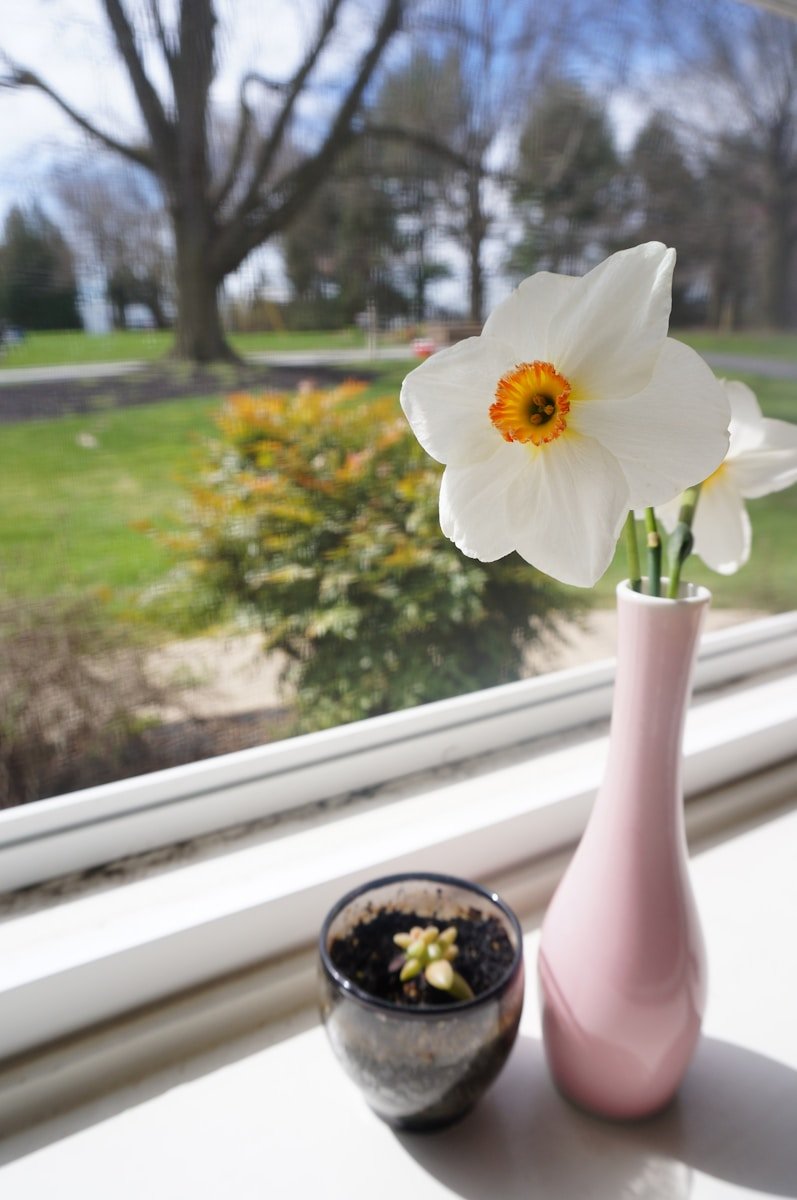 White daffodils in a pink vase on windowsill.